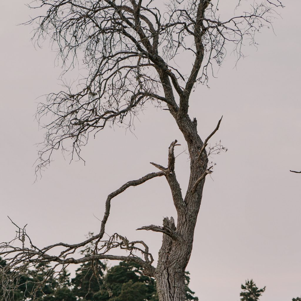 Din fotograf i Uppsala Sigtuna